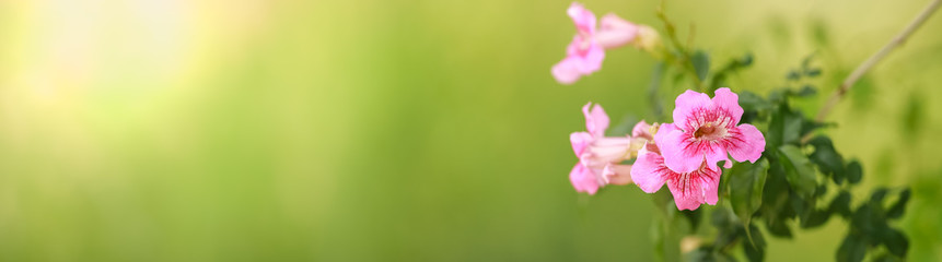 Closeup of nature view pink flower on blurred greenery background under sunlight with bokeh and copy space using as background natural plants landscape, ecology cover page concept.