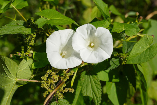 Zaunwinde (Calystegia sepium) auf der Schw&auml;bischen Alb