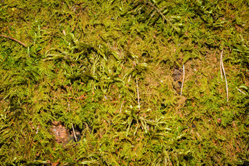Beautiful green moss on the floor, moss closeup, macro. Beautiful background of moss for wallpaper.