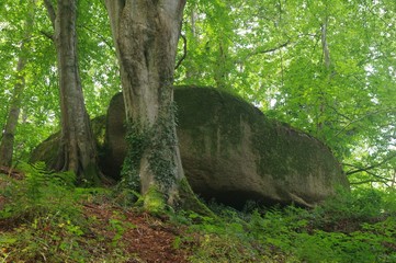 Rosa Granit im Wald bei Tregastel