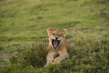 Lion cub yawning, Masai Mara