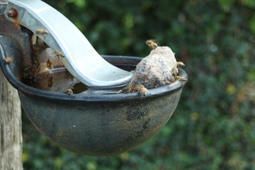 Bees use the cattle trough in high summer temperatures