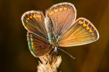 The brown argus (lat. Aricia agestis), is a butterfly in the family Lycaenidae