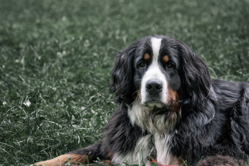 Big beautiful dog lies on green grass