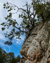 Corby Crags. Northumberland, England UK.