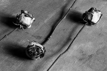 dried roses on a vintage canvas, black and white rendering