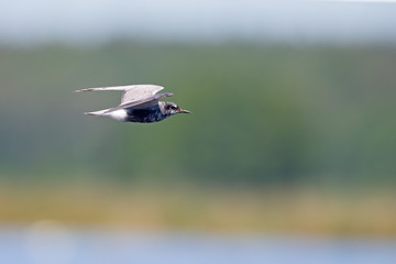 black tern (Chlidonias niger) foraging in the sky above a lake in Germany.