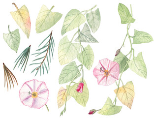 Watercolor set of bindweed flowers and leaves and fir needles on a white isolated background. For summer and autumn designs. Hand painted elements. 