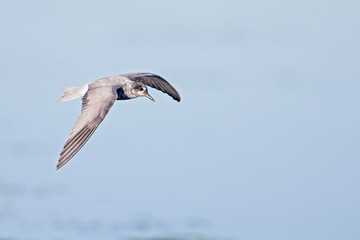 black tern (Chlidonias niger) foraging in the sky above a lake in Germany.