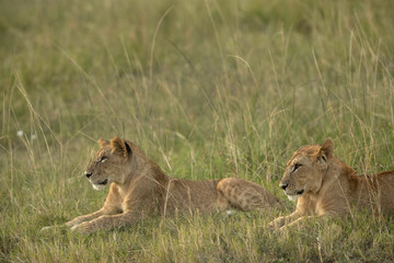 Lions in the grassland,  Masai Mara