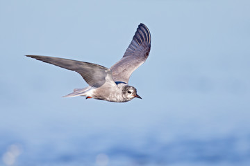 black tern (Chlidonias niger) foraging in the sky above a lake in Germany.
