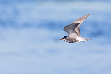 black tern (Chlidonias niger) foraging in the sky above a lake in Germany.