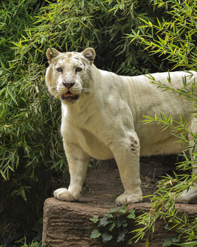 Tigre blanco observando a la presa