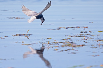 Black tern (Chlidonias niger) foraging and catching a dragonfly in the air.