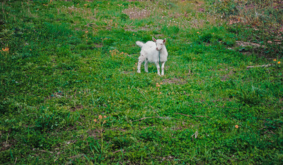 Obraz premium A white goat in a green field.