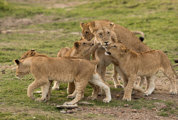 Obraz na płótnie Canvas Lioness and her cub at Masai Mara, Kenya