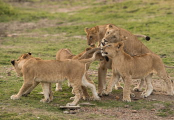 Fototapeta na wymiar Lion cubs meeting their mother after sometime at Masai Mara, Kenya