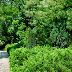 Beautiful summer garden design, with conifer trees and green grass.