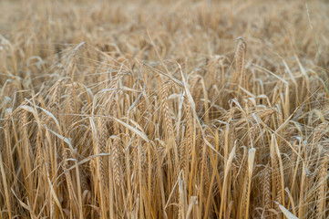 A closeup of a rye field as the rye is golden and ready to be harvested during summer and early fall