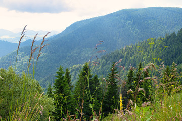 Amazing nature view of National park Kopaonik - the most famous ski center of Serbia - on a sunny summer morning
