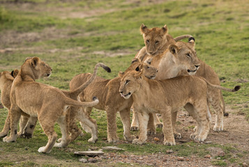 Fototapeta na wymiar Lion cub meeting her mother after sometime, Masai Mara