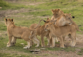 Naklejka na ściany i meble Lioness surrounded by her cubs, Masai Mara
