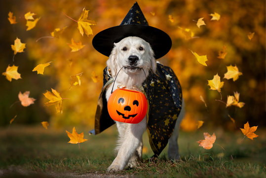 happy dog in halloween costume walking with a pumpkin basket