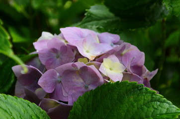 Hydrangea flowers after the rain. Hydrangea is one of the representative flowers in early summer in Japan.