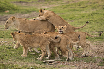 Naklejka premium Lioness and her cub, Masai Mara