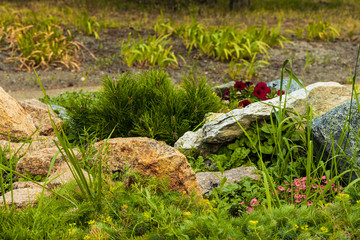 A young spruce and beautiful flowers among the stones.