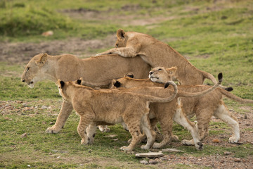 Fototapeta na wymiar Love and effection of Lioness and her cubs, Masai Mara