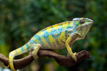 Obraz premium Beautiful color of chameleon panther, chameleon panther on branch
