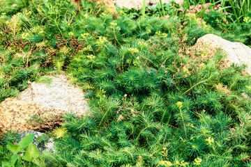 A small green plant grows among the stones.