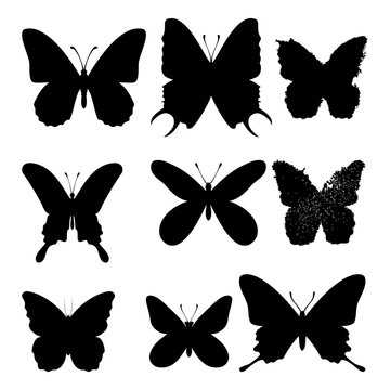 Black butterflies on white background. Vactor set. Isolated butterfly silhouettes collection