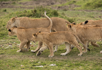 Lioness walking alng with her cubs, Masai Mara