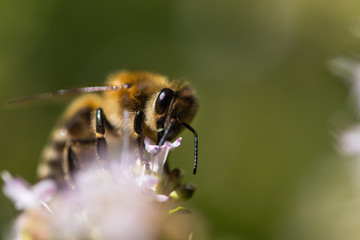Bee pollinating flower and collect nectar