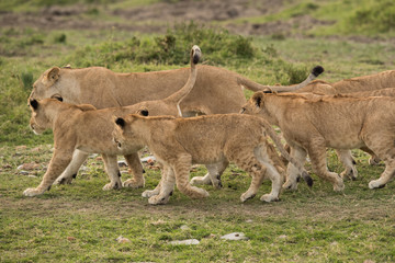 Fototapeta na wymiar Lioness moving along with her cubs, Masai Mara