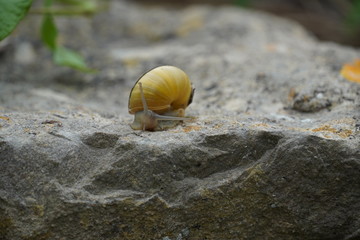 元気なカタツムリ（スペイン）