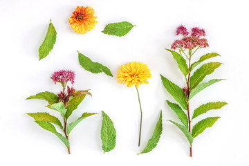 Colorful wildflowers on white background.