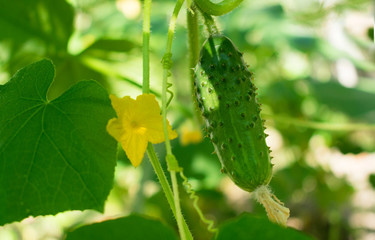 One ripe cucumber on a branch in a greenhouse.
Close-up.