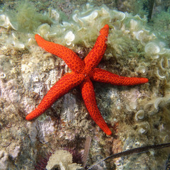 Mediterranean red sea star (Echinaster sepositus)