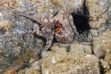 Common octopus (Octopus vulgaris) in Mediterranean Sea