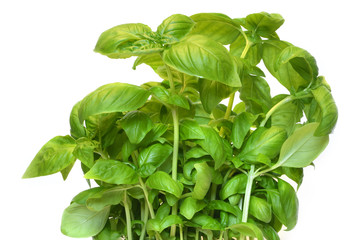 Fresh sprigs of basil isolated on white background. basic ingredient for famous pesto sauce. Original dish pesto alla genovese is a sauce originating in Genova, Italy.