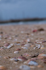 Seashells on a sandy beach by the sea