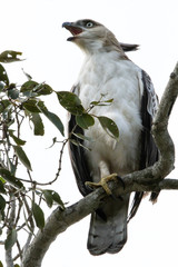 A hawk eagle screeches out in search of a mate.