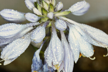 Flower in Rain