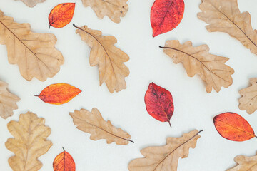Fototapeta na wymiar Frame made of autumn leaves, acorn, pine cones on white background.