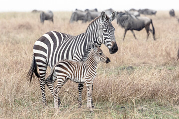 Fototapeta na wymiar A zebra foal stays close to its mother for protection.