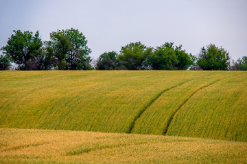 Fototapeta na wymiar Hill with yellow wheat field and furrows and trees against the sky