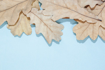 Autumn oak leaf on blue background